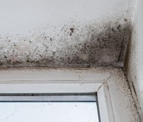 Mold  Remediation