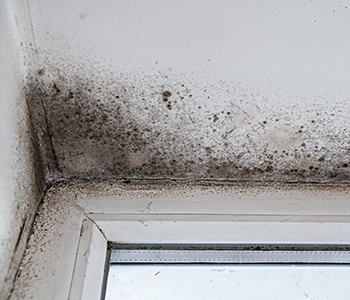 Mold & Mildew Hazards