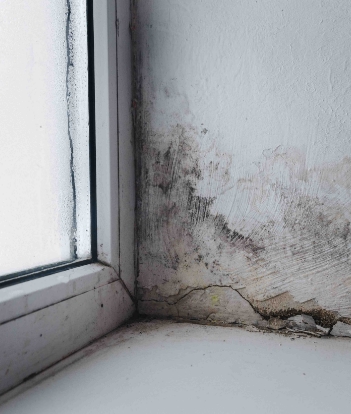 Mold Remediation | Bronx, NY | The Rain King - mold-cta
