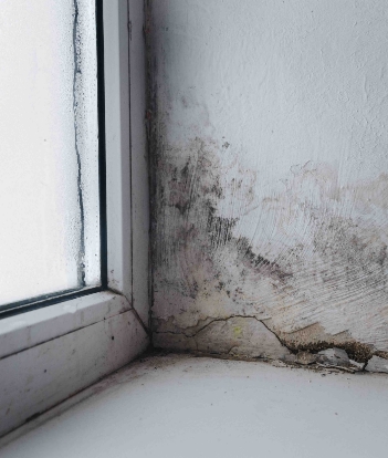 Comprehensive Mold Remediation Services | Bronx, NY - mold-cta