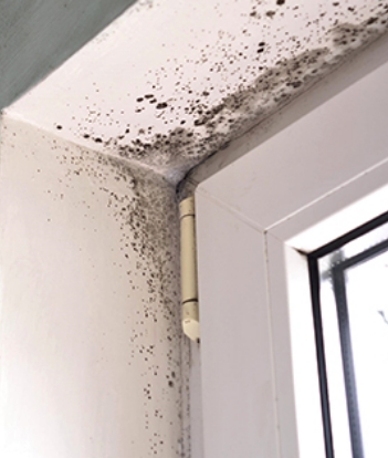 Mold & Mildew Protection Services in Bronx, NY - mold-cta2
