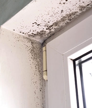 Mold & Mildew Hazards | Bronx, NY | The Rain King - mold-cta2